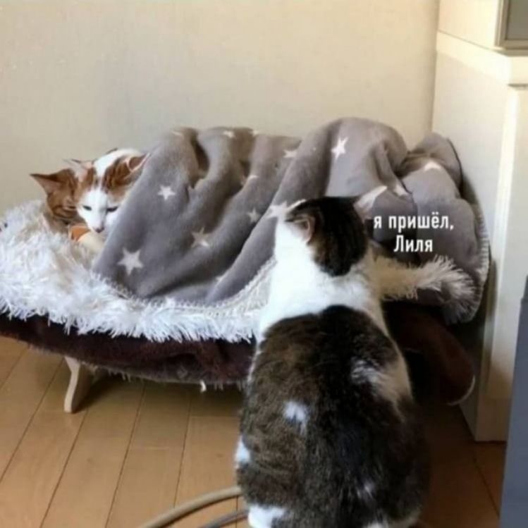 Лиля
