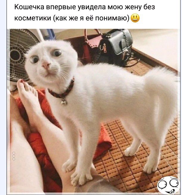 Кошечка впервые увидела мою жену без косметики как же я её понимаю