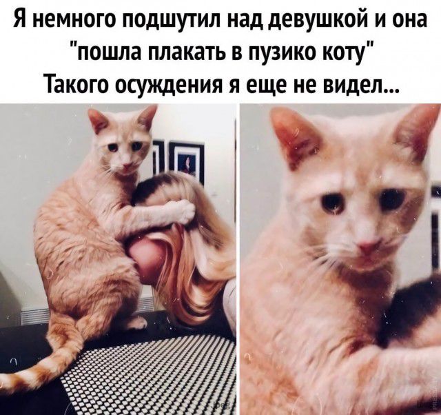 Я немного подшутил над девушкой и она пошла плакать в пузико коту Такого осуждения я еще не видел 7 1