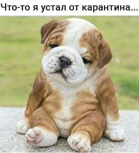 ЧТО ТО Я УСТаЛ ОТ карантина