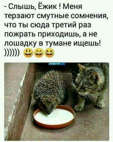 Слышь Ёжик Меня терзают смутные сомнения что ты сюда третий раз пожрать приходишь а не лошадку в тумане ищешь