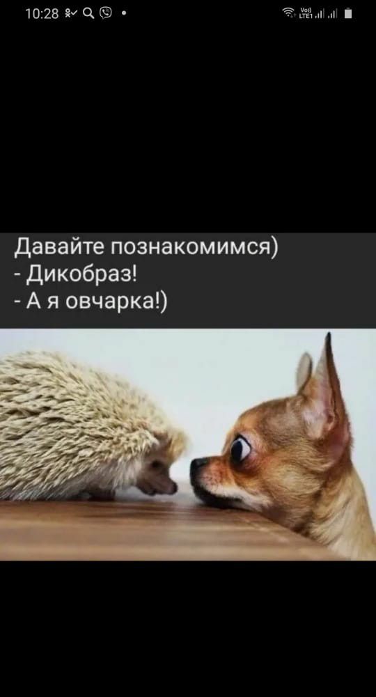 1028 СХ О т и давайте познакомимся дикобраз А я овчарка