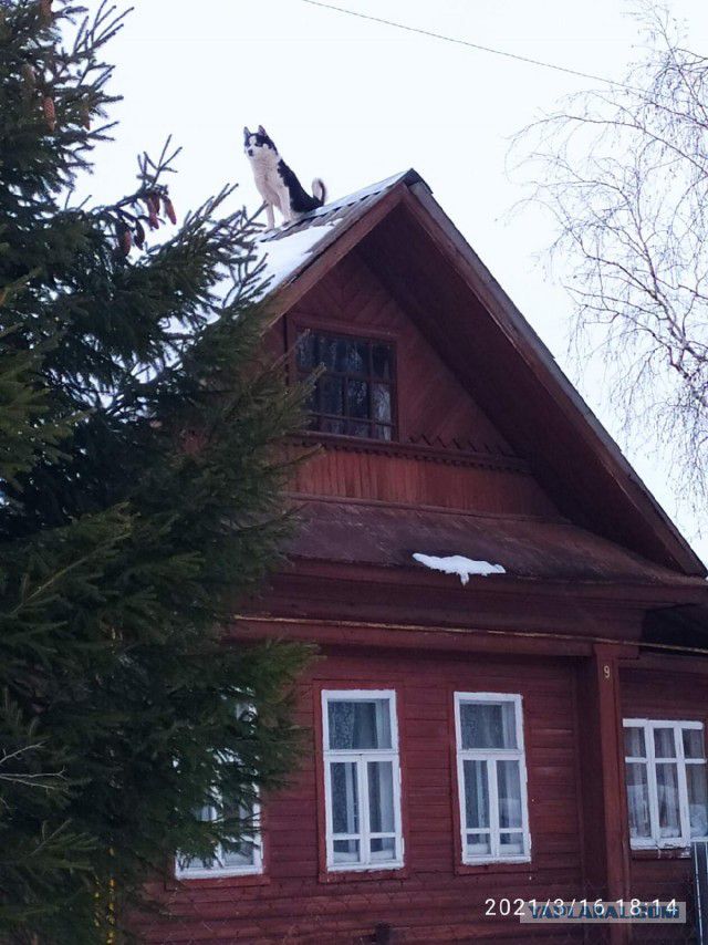 20 Цбдфда