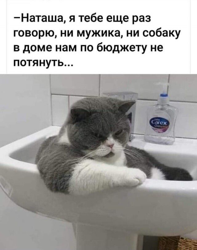 Наташа я тебе еще раз говорю ни мужика ни собаку в доме нам по бюджету не ПОТЯНУТЬ