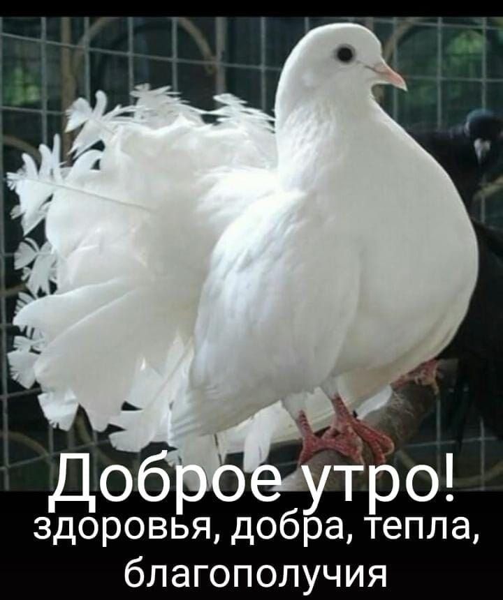До здоровья добра тепла благополучия