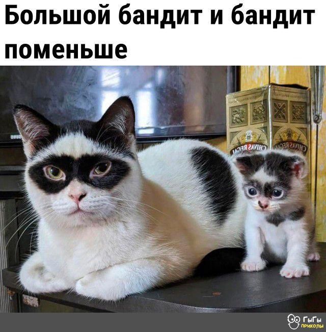 Большой бандит и бандит поменьше