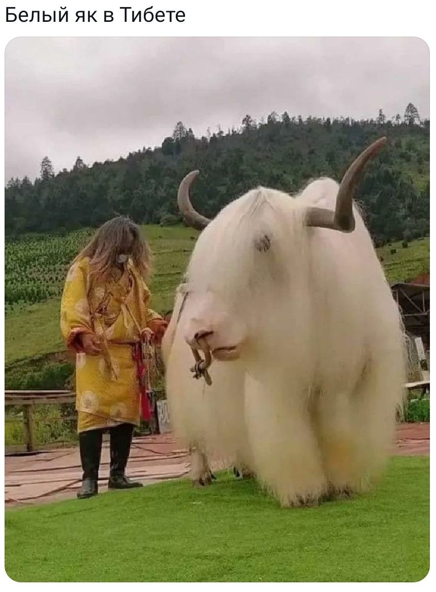 Белый як в Тибете