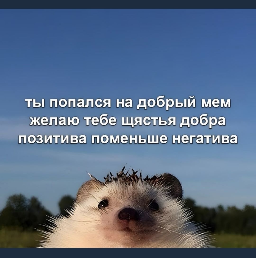 шьд иви втюпБещшышобрд