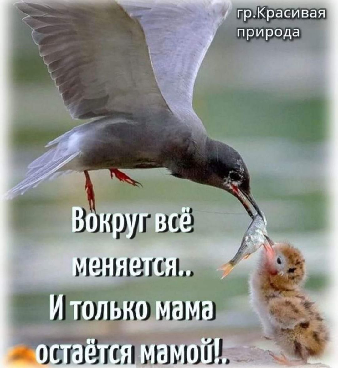 Г В круг всё меняются ЦЁГшлыш шьш т ЁгсЁп манит 1