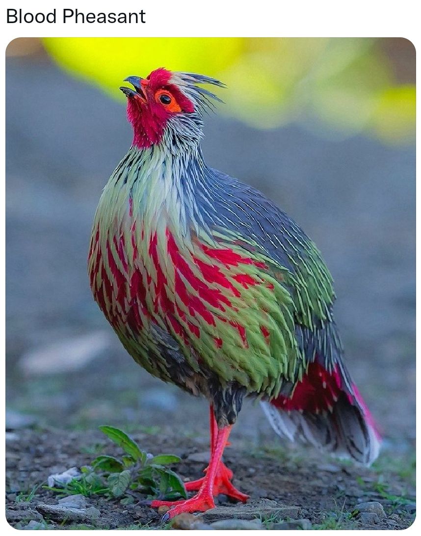 Віооб РЬеазапт