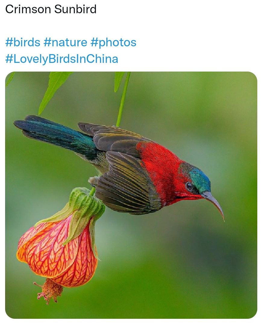 Спгпзоп ЗипЫгсі Ьігбэ пашге рпошэ ЪочЫуВі гбзіпСШпа