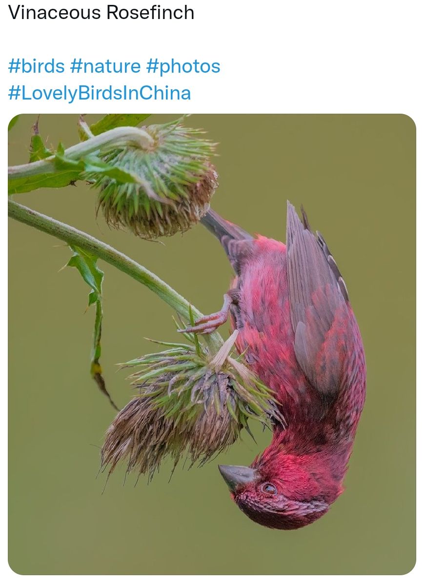 Уіпасеоцз Козеііпсп