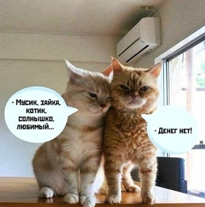 пшик займ пшик шиншиц пипл 15