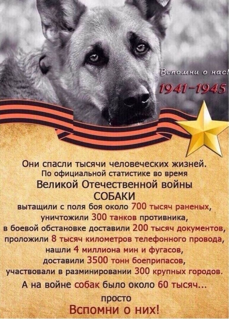 ОНИ СПЗСПИ ТЫСЯЧИ ЧЕЛОВеЧеЬКИХ жйэней Пв официальнпй статистик во время Великой Отечественной войны СОБАКИ вытащили поля боя около 700 тысяч раненых уничтожили зпп противника в Боевой обстановке двпавили 200 тысяч документ проложили 8 тысяч километров телефонном провода нашли 4 миллиона ции и Футзал допавипи 3500 т боеприпасов Ё учапвсвппи в разнинирояаний 300 крупных города А на войне собак было 
