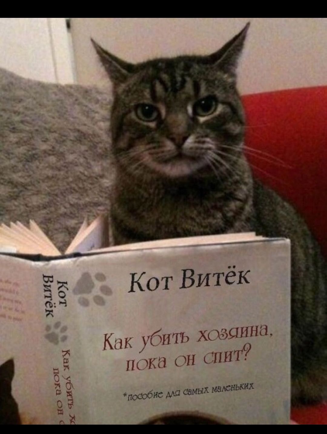 Кот Витёк Гид Гчш кончины он гнпт лжец ма ших