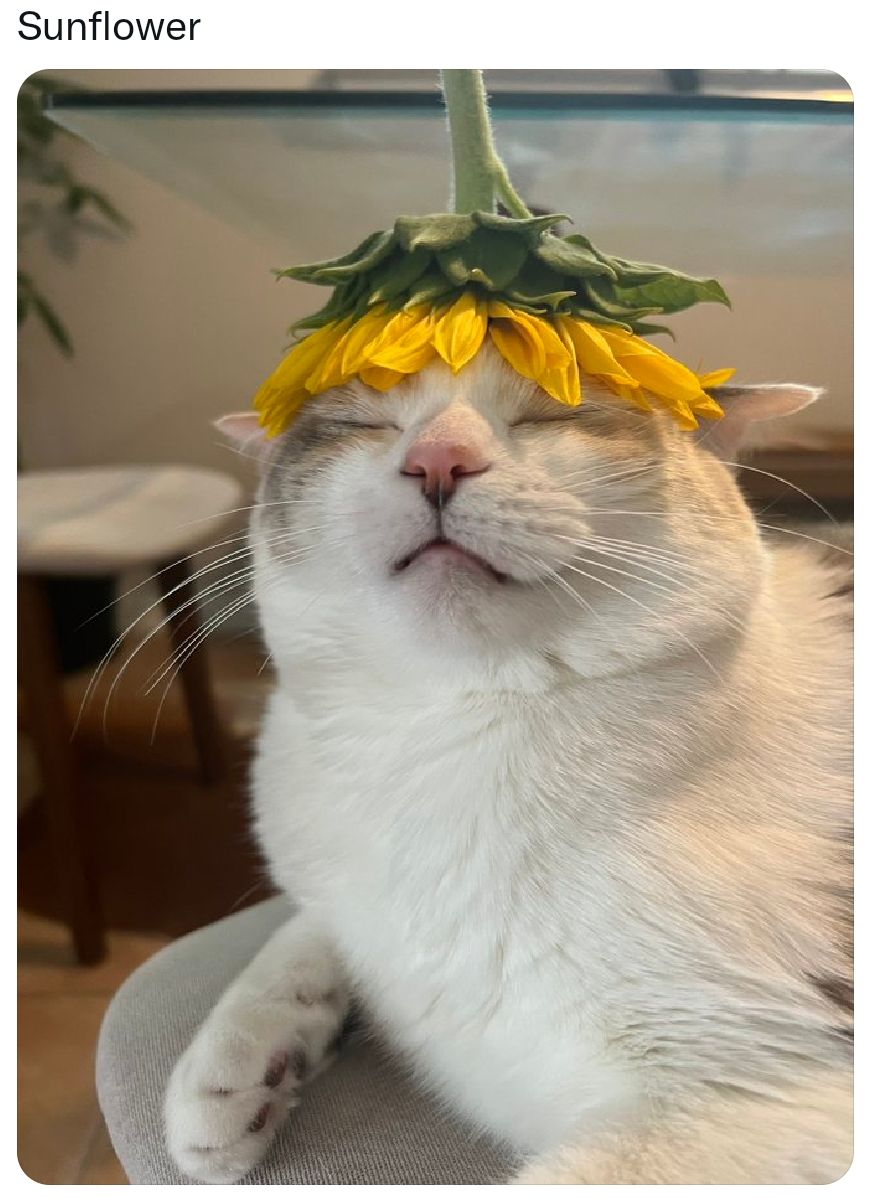 Зипііощег