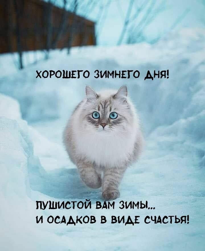 ХОРОШЕГО ЗИМНЕГО АНЯ ПУШИСТОИ В М ЗИМЫ И ОСААКОВ В ВИАЕ СЧАСТЬЯ