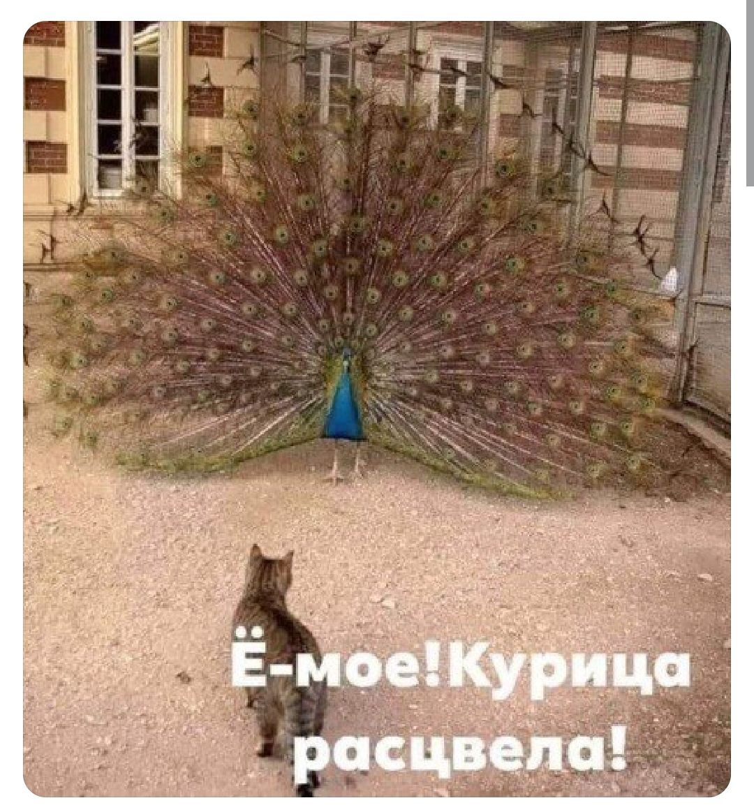 Ё-мое! Курица расцвела!
