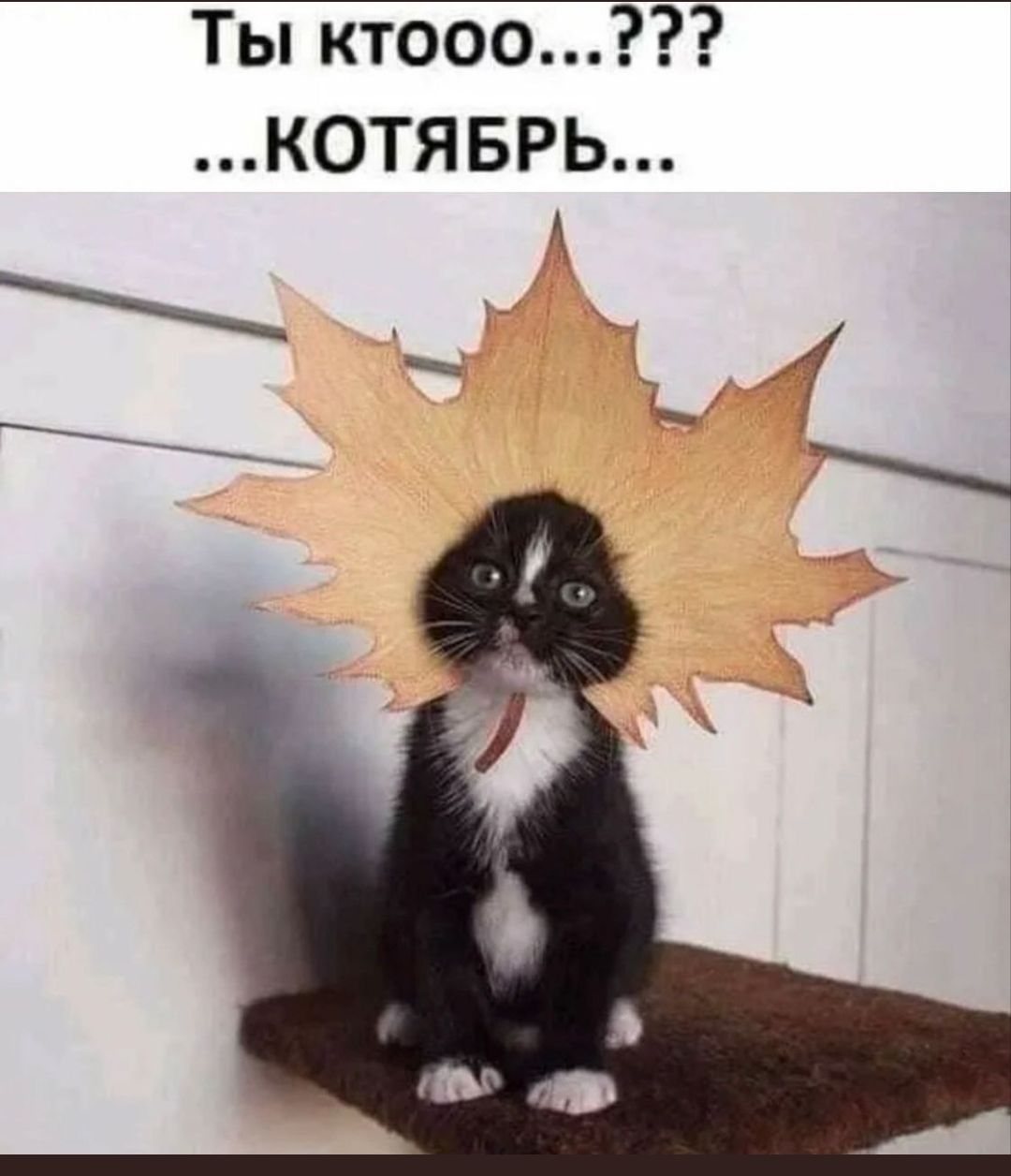 Ты ктооо...??? ...КОТЯБРЬ...