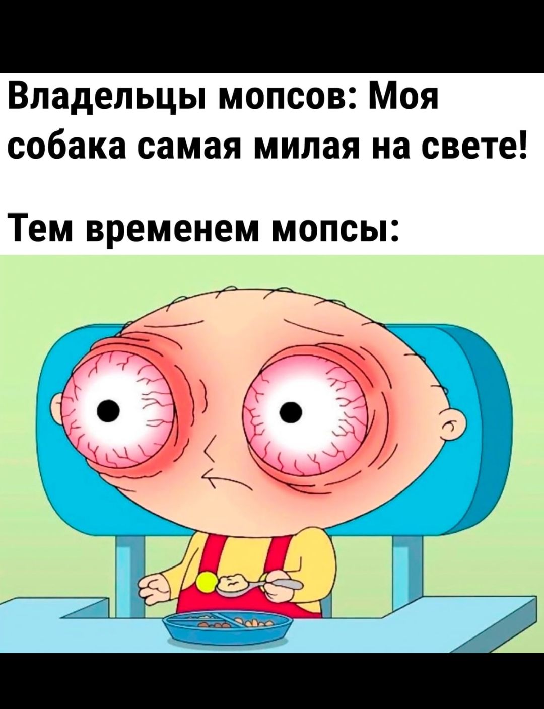 Владельцы мопсов: Моя собака самая милая на свете! Тем временем мопсы: