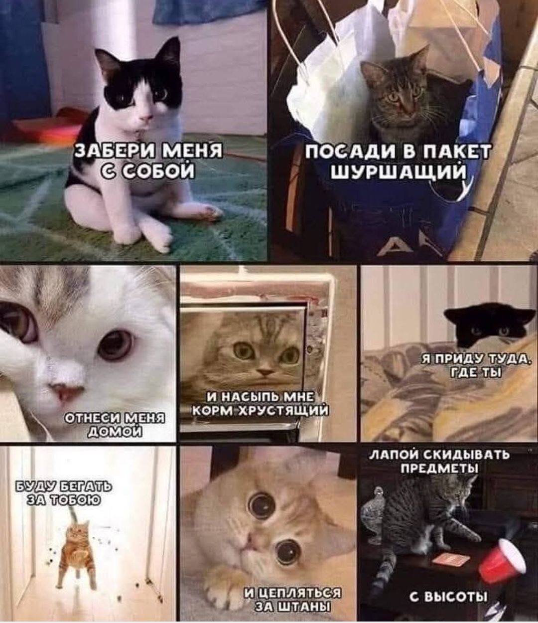 ЗАБЕРИ МЕНЯ С СОБОЙ; ПОСАДИ В ПАКЕТ ШУРШАЩИЙ; ОТНЕСИ МЕНЯ ДОМОЙ; Я ПРИДУ ТУДА, ГДЕ ТЫ; ЛАПОЙ СКИДЫВАТЬ ПРЕДМЕТЫ