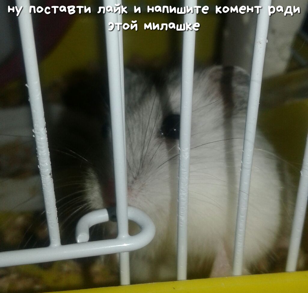 даша