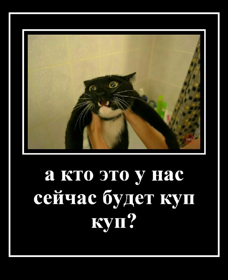 а кто это у нас сейчас будет куп кун