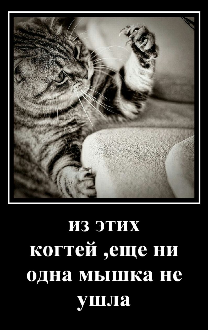 изэтих когтей еще ни одна мышка не ушла
