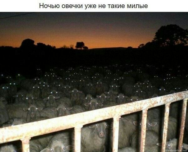 НОЧЬЮ овечки УЖЕ не такие МИПЫЭ
