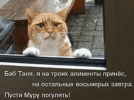 Баб Таня я на троих алименты принёс на остальных восьмерых завтра Пусти Муру погулять