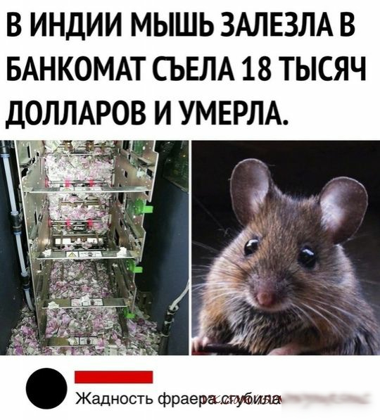 В ИНДИИ МЫШЬ ЗАЛЕЗЛА В БАНКОМАТ СЬЕЛА 18 ТЫСЯЧ ДОЛЛАРОВ И УМЕРЛА Жадность фраершштшш