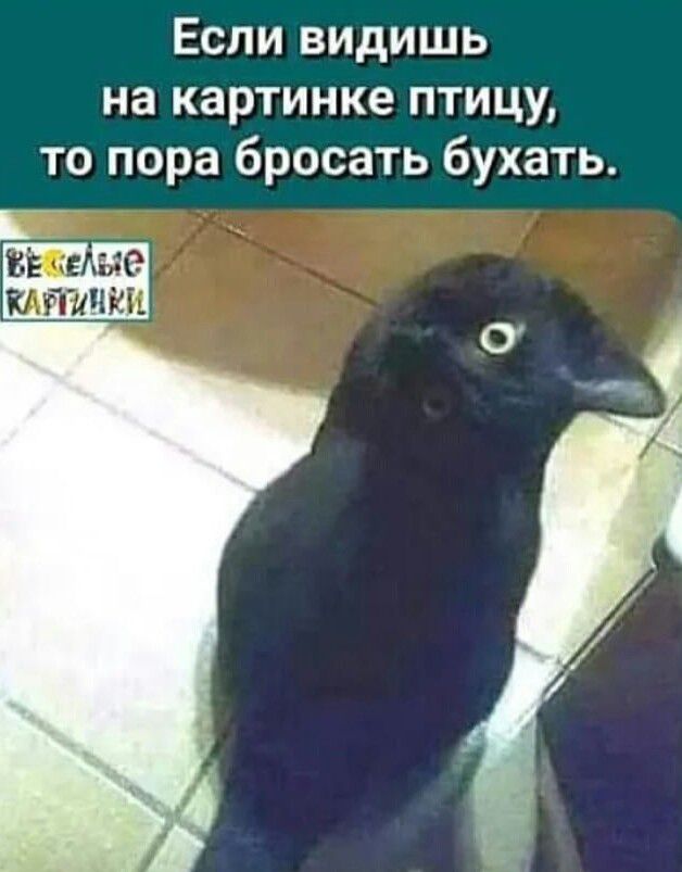 Если видишь на картинке птицу то пора бросать бухать