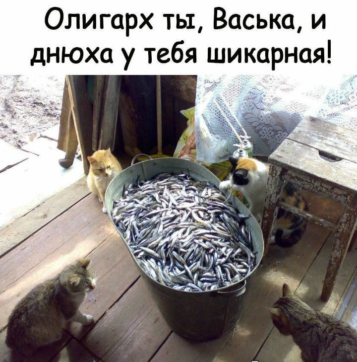 Олигарх ть1 Васька и днюха у тебя шикарная