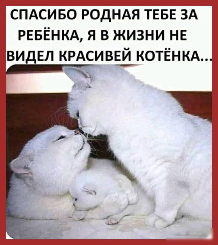 СПАСИБО РОДНАЯ ТЕБЕ ЗА РЕБЁНКА Я В ЖИЗНИ НЕ видел нРАсивЩкотЁнкд