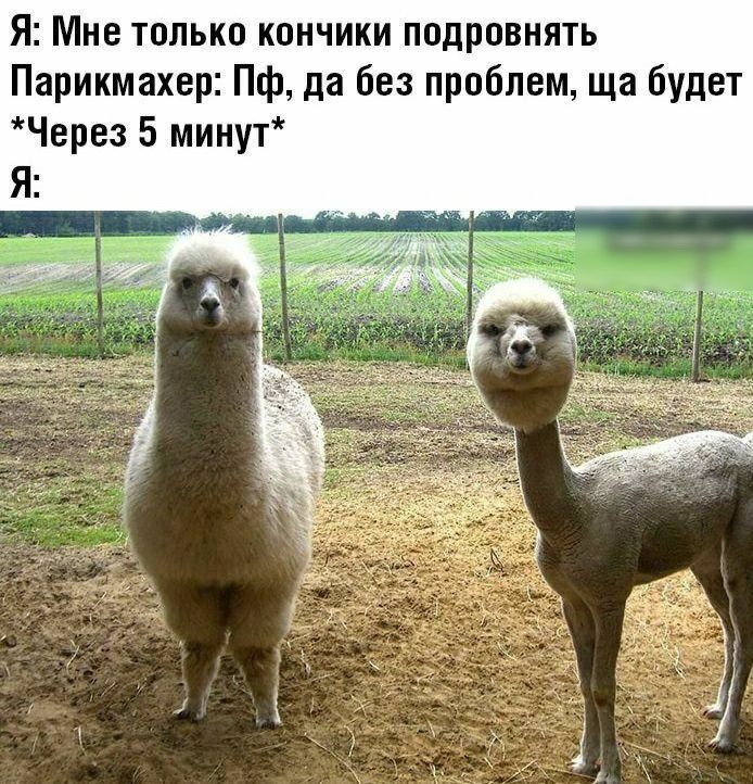 Я Мне только кончики подровнять Парикмахер Пф да без проблем ща будет Через 5 минут