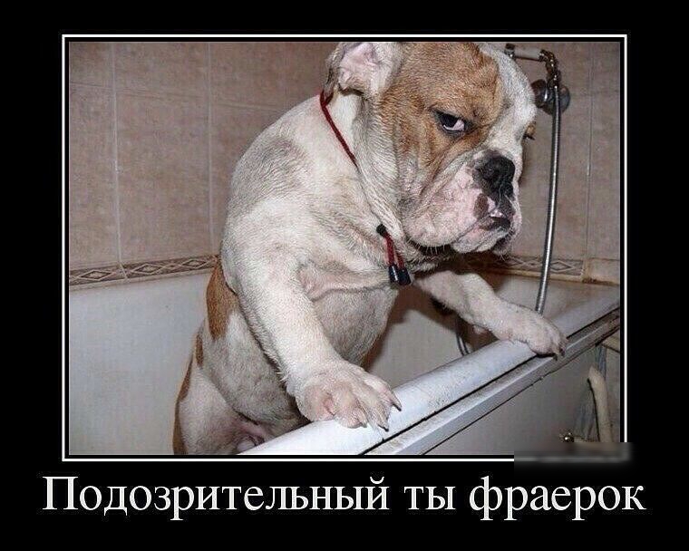 Подозрительный ты фраерок