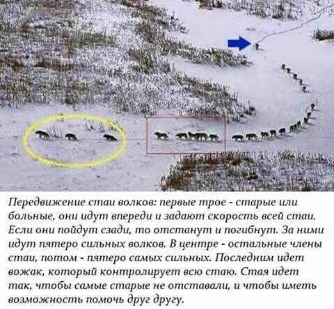 Передвижение спши вплков первые трое старые больные идут впереди и задают скорасть всей стаи Если о по дут сзади то отстамут и погибнут За ними идут пятеро сильных заливе в центре остальные члены ета потом пятеро самец щьюдх пед идет ножик катпрый контрплирует всю стаю тм идет так чтобы сщпыг старые не отгтпвшт и чтобы иметь возмажмость помп иа друг другу