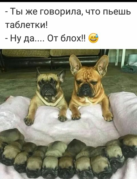 Ты же говорила что пьешь таблетки Ну да От блох