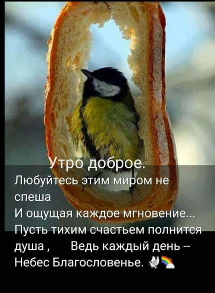 УтрЁ доброе Любуйтесь этим ом не спеша И ощущая каждое мгновение _ Пусть тихим счастьем полниж душа Ведь каждый день Небес Благословенье 0
