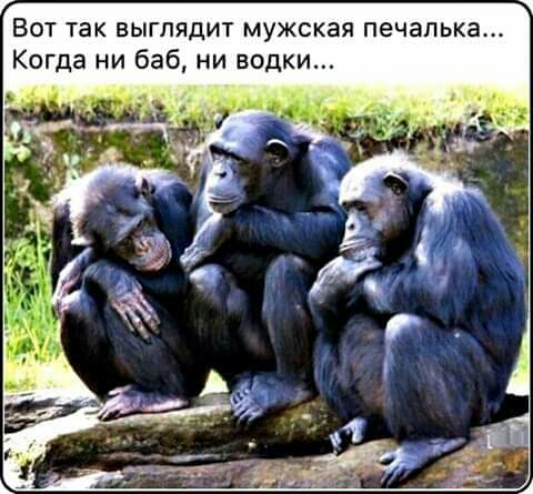 Вот так выглядит мужская печапька Когда ни баб ни водки