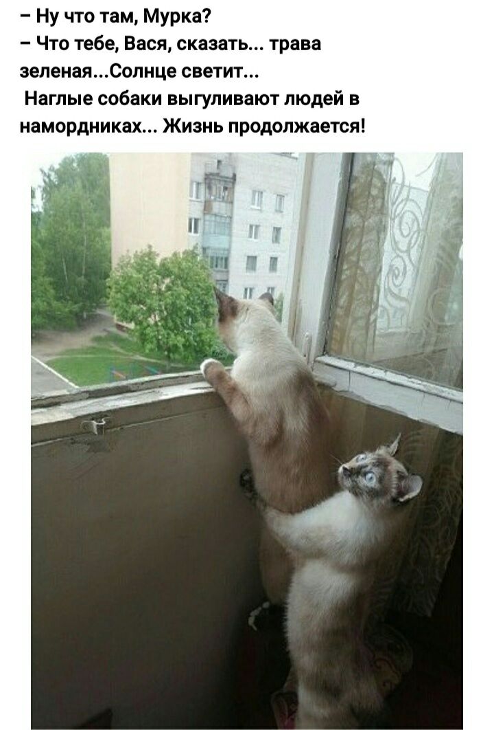 Ну что там Мурка Что тебе Вася сказать трава эеленаяСолнце светит Наглые собаки выгуливают людей в намордниках Жизнь продолжается
