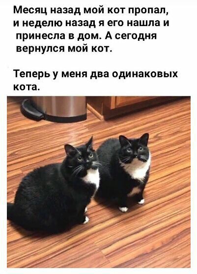 Месяц назад мой кот пропал и неделю назад я его нашла и принесла в дом А сегодня вернулся мой кот ТЕПЕРЬУ МЕНЯ два ОДИНЗКОВЫХ кота