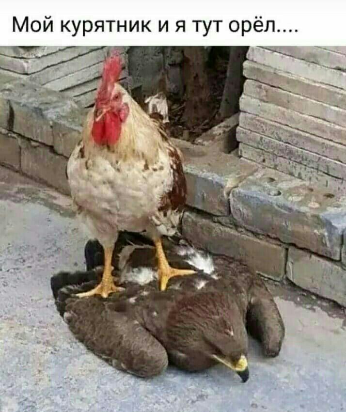 Мой курятник и я тут орёл