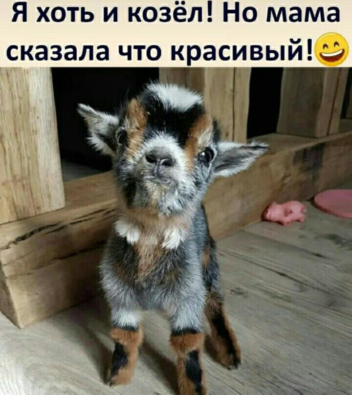 Я хоть и козёл Но мама