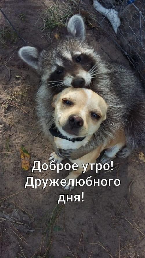 дружелюбнойо дня