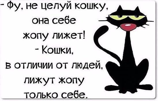 Фу не цепуй кошку она себе жопу лижет Кошки в отличии от людей пижут жопу Т_опько себе