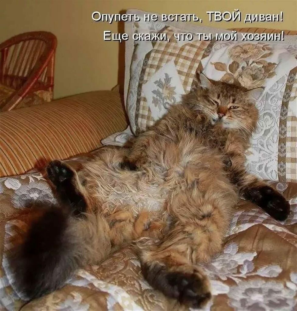 Он гь не в шгь ГВОИ диван БМ Р _А по гмой отит