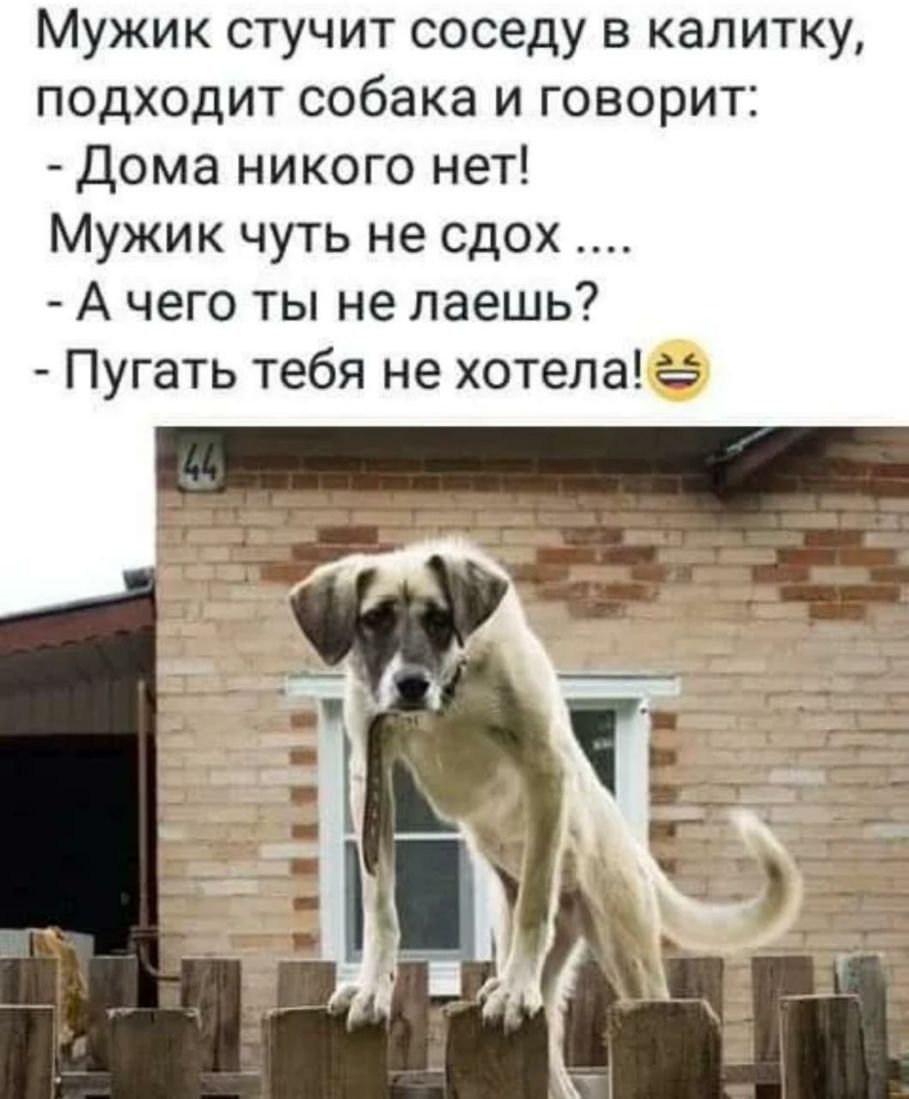 Мужик стучит соседу в калитку подходит собака и говорит Дома никого нет Мужик чуть не сдох А чего ты не лаешь Пугать тебя не хотела