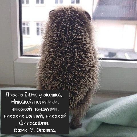 Просто ёжик у окошка. Никакой политики, никакой пандемии, никаких соплей, никакой философии. Ёжик. У. Окошки.