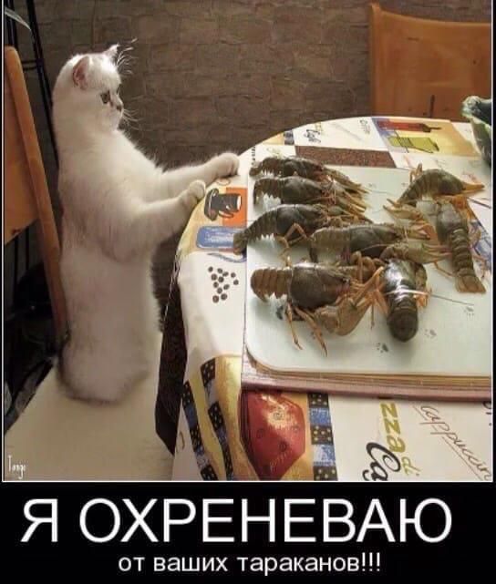 И ъ _ ___ 6 4 Ч ё ОХРЕНЕВАЮ от ваших тараканов